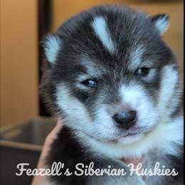 Ash - Agouti and white male Siberian Husky puppy in Richland, Mississippi from Feazell’s Siberian Huskies