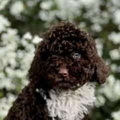 Elizabeth (lavender) - Brown and white Spanish Water Dog puppy in Beaufort County, North Carolina from Shady Banks Kennel