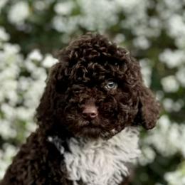 Elizabeth (lavender) - Brown and white Spanish Water Dog puppy in Beaufort County, North Carolina from Shady Banks Kennel