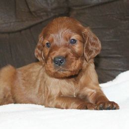 Ava the Christmas Eve Puppy - Mahogany female Irish Setter puppy in Orem, Utah from Rocky Mountain Irish Setters