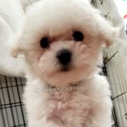 Bichon Frise Puppies from Champion Bichon