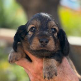 Scarlett - Red female Dachshund puppy in California from Longboard Dachshunds