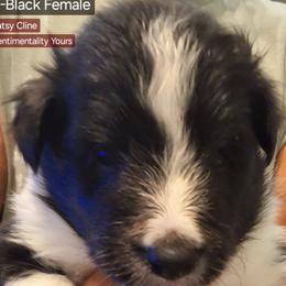 Shetland Sheepdog Puppies from Country Acres Shetland Sheepdogs