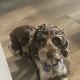 Indie - Goldendoodle