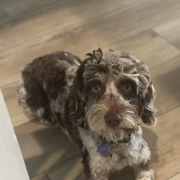 Indie - Goldendoodle