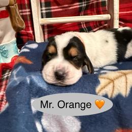 Mr. Orange - Black brown and white male Basset Hound puppy in Lagrange, Georgia from Tall Oak Bassets