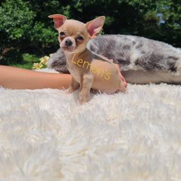 Chihuahua Puppies from Lemon's Full of Flaws Chihuahuas