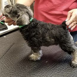 Miniature Schnauzers from DOW Miniature Schnauzers