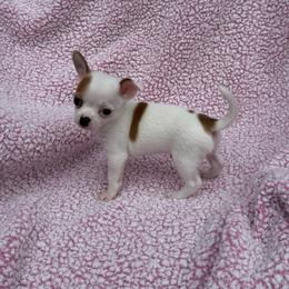 Toby - Cream and white male Chihuahua puppy in Mattoon, Illinois from Lexi’s Babies