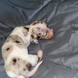 Dapple pie female - Dapple female Dachshund puppy in Woodward, Oklahoma from Wiener Dreams Dachshunds