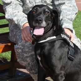 Labrador Retrievers from Mission Ready Retrievers