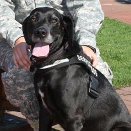 Labrador Retrievers from Mission Ready Retrievers
