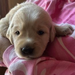 Golden Retriever Puppies from Gail’s Goldens