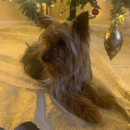 Reno - Yorkshire Terrier