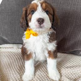 Bernedoodle puppies from Diamond's Doodles