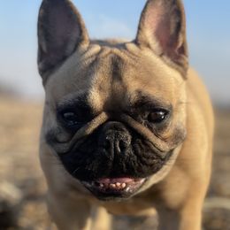 QWeenie - French Bulldog