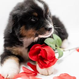 Snoopy - Black tri male Miniature American Shepherd puppy in Groesbeck, Texas from Empire Miniature American Shepherds