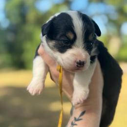 Taz fluffy (gold) - Black and tan male American Corgi puppy in East Oakdale, California from Rhettro Kennels