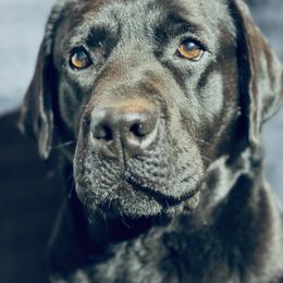 Labrador Retriever puppies from Trust in the Lord Labradors