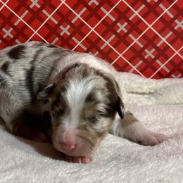 Australian Shepherd Puppies from M3 Sassafrass Ranch