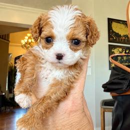 Luna - Pink Collar Girl - Red female Cavapoo puppy in Highland, Utah from Angel Pups Deluxe