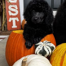 Poodle Puppies from Stardust Standard Poodles