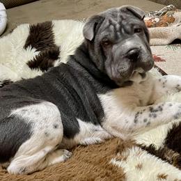 Blue Moon - Chinese Shar-Pei