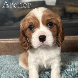 Cavalier King Charles Spaniel Puppies from The Cozy Cavaliers