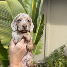 Slinky the Isabella cream dapple - Dapple male Dachshund puppy in El Cajon, California from Lisa Buxton