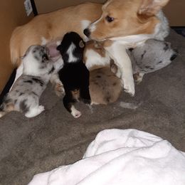 "Mom and babies " American Corgi and Pembroke Welsh Corgi Puppies from Shells Sunshine Corgis