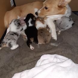 "Mom and babies " American Corgi and Pembroke Welsh Corgi Puppies from Shells Sunshine Corgis
