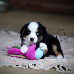 Tango - Black tri female Miniature Australian Shepherd puppy in Prague, Oklahoma from Clay Creek Aussies