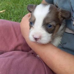 Birch - Blue male Pembroke Welsh Corgi puppy in Michigan from Metzger Homestead
