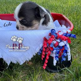 AKC Axle - Merle male Chihuahua puppy in Columbus, Nebraska from Prancy Pawz