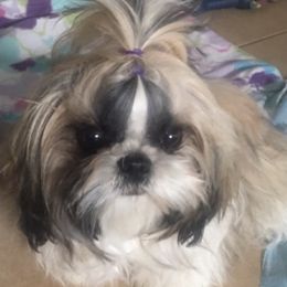 Lily - Shih Tzu