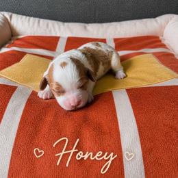 Honey - Blenheim female Cavapoo puppy in Mayo, Florida from Kingston’s Cavaliers