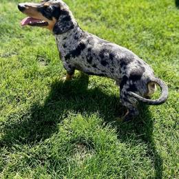 Oreo - Dapple male Dachshund puppy in Laveen, Arizona from Acosta Kennel