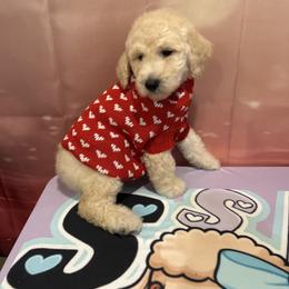 Noel - White male Poodle puppy in Mobile, Alabama from Semmy’s Standard Poodle LLC