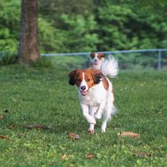 Senna - Nederlandse Kooikerhondje
