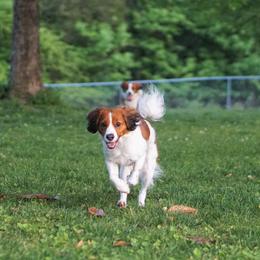 Senna - Nederlandse Kooikerhondje
