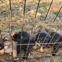 American Hunt Terrier Puppies from Sarah Holcombe
