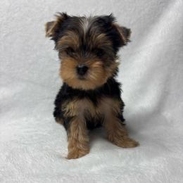 Benny - Black and tan male Yorkshire Terrier puppy in Cleveland, Georgia from Velvet Crown Yorkies