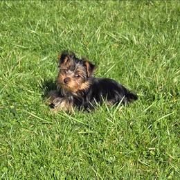 Mason - Black and tan male Yorkshire Terrier puppy in Grafton, West Virginia from Gemstone Kennel
