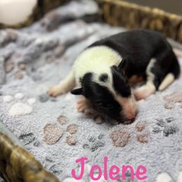Jolene - Black and white female Border Collie puppy in Owenton, Kentucky from Three16 Ranch