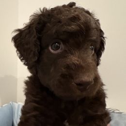 Piper - Sable female Aussiedoodle puppy in Bon Aqua, Tennessee from Adorable Aqua AussieDoodles