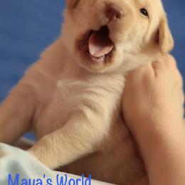 Gray collar - Yellow female Labrador Retriever puppy in Wallace, North Carolina from Maya's World Labradors with Love