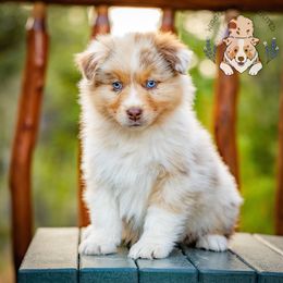 Legolas - Red merle male Australian Shepherd puppy in Buena Vista, Colorado from Wigglebutts Unlimited