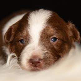 Purple Girl (waiting for you to name her) - Red & white female Australian Shepherd puppy in Canby, Oregon from Sherie's Australian Shepherds