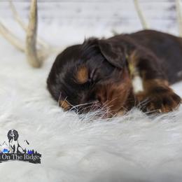 Cavalier King Charles Spaniel and Companion Cross Puppies from Pups on the Ridge