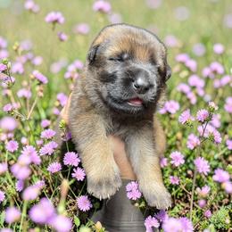Fiesta - Sable female German Shepherd puppy in Oakland, Oregon from VHM German Shepherds